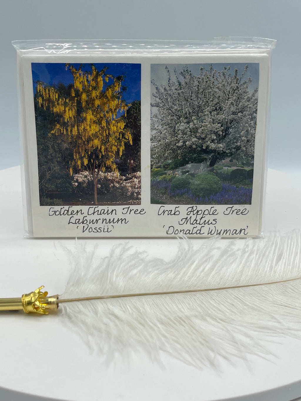 Sealed Set of 4 Notecards: Golden Chain Tree & Other Varieties