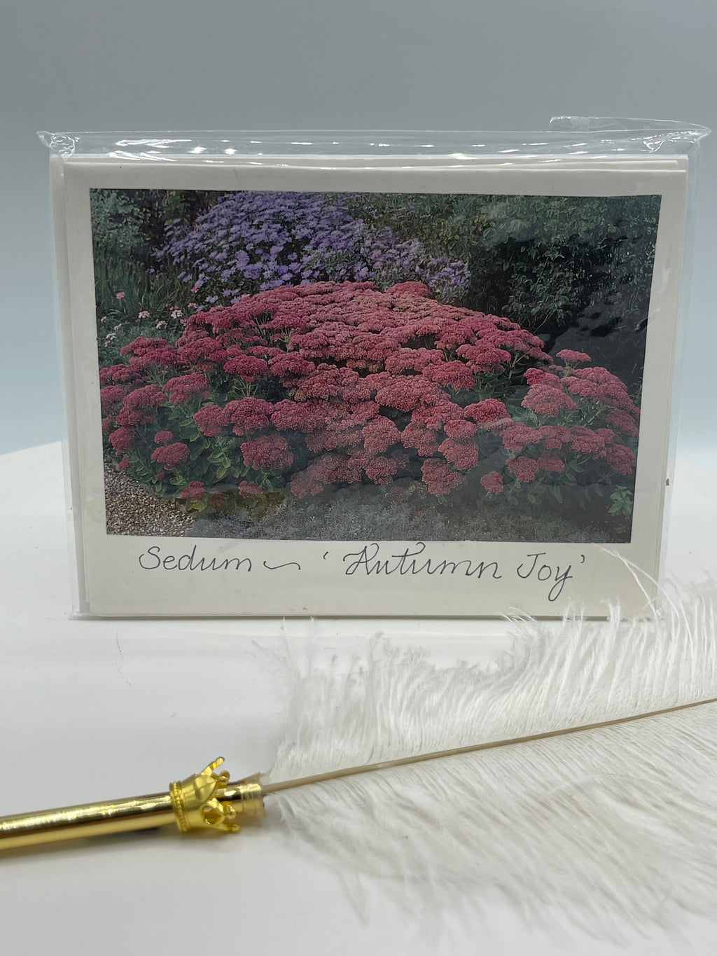 Set of 4 Notecards: Sedum:  Autumn Joy & Other Varieties.