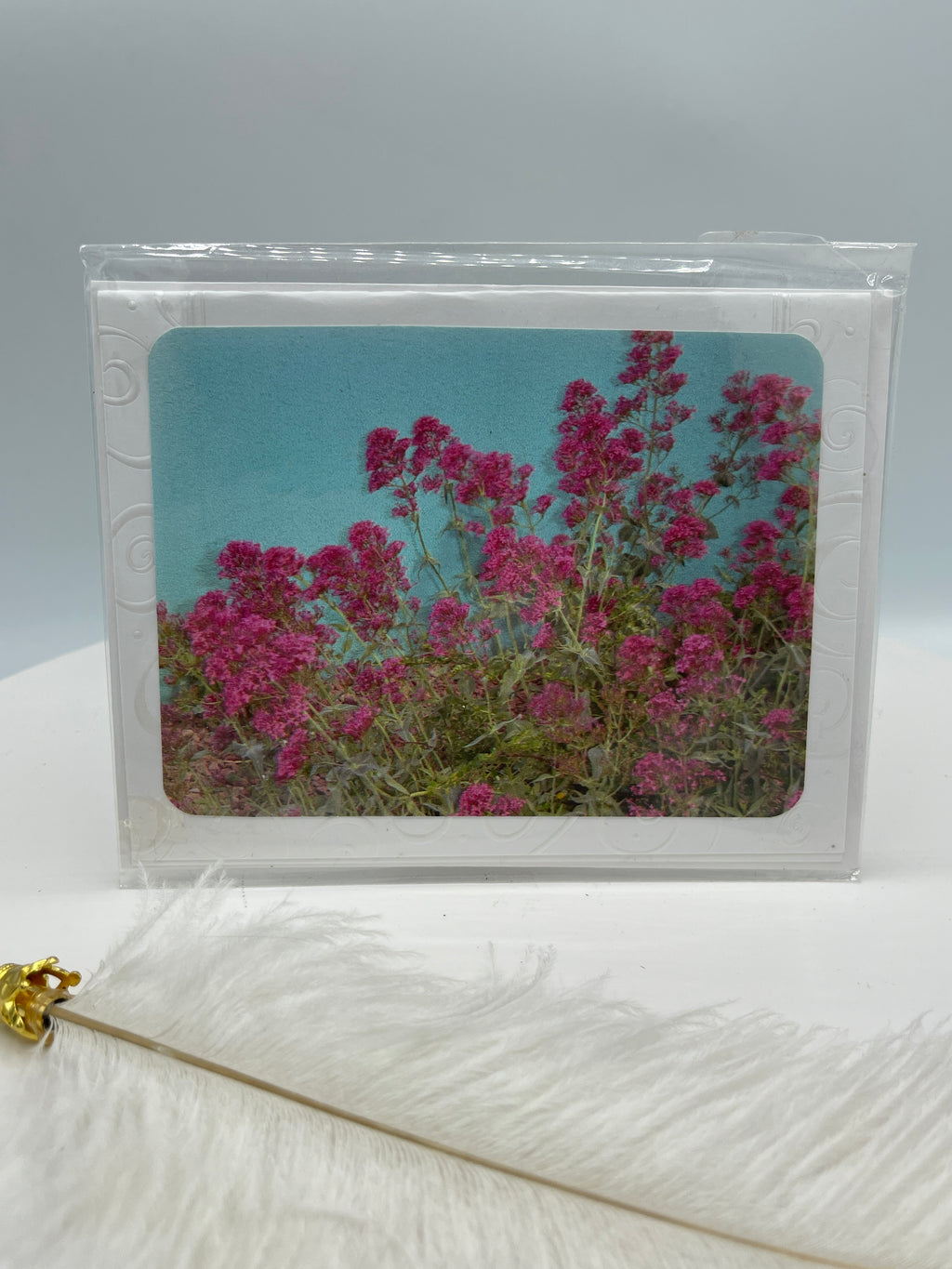Red Valerian on Turquoise Wall