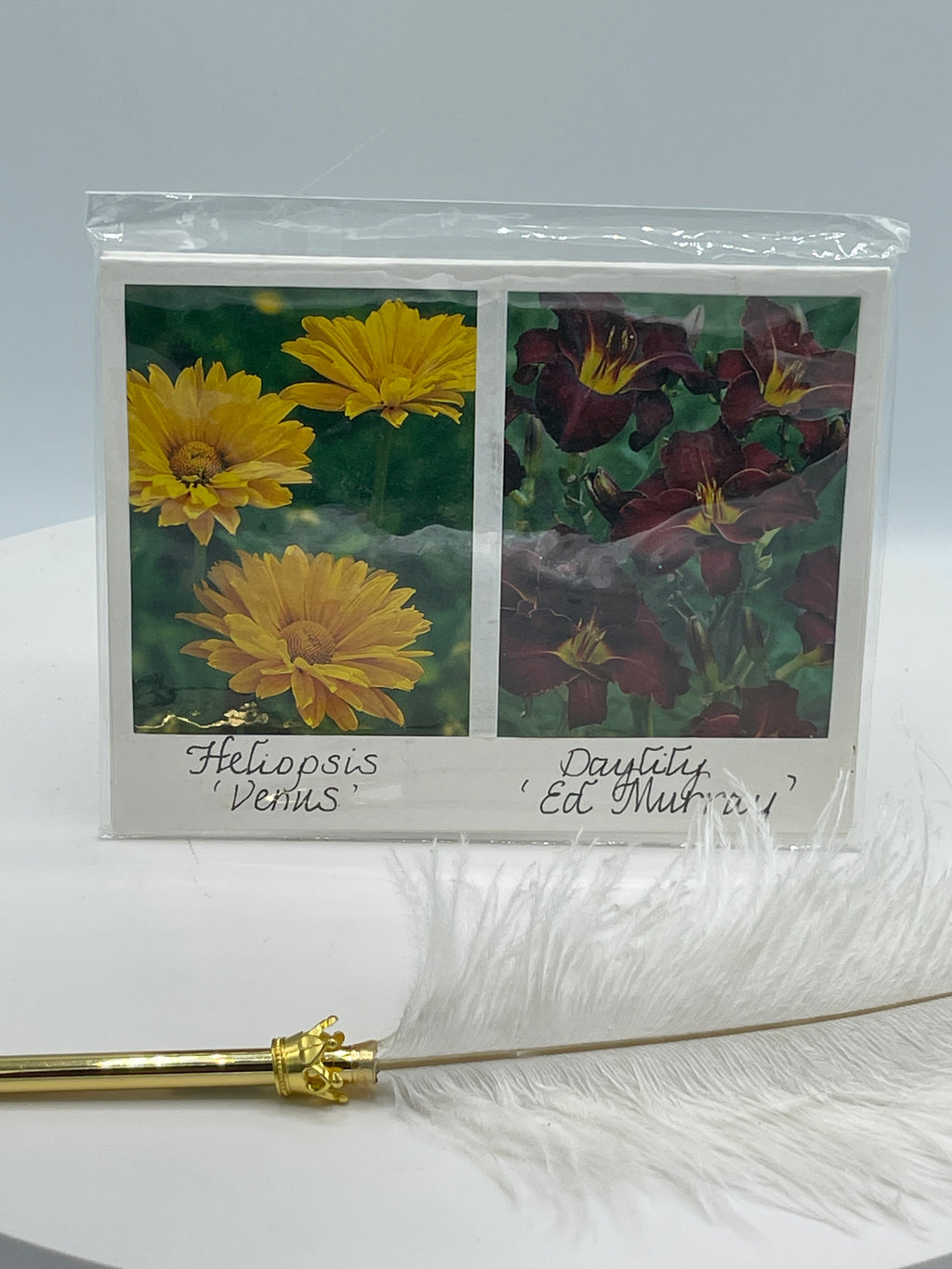 Set of 4 Notecards:  Heliopsis & Other Varieties
