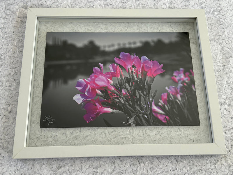BREAK FREE PHOTOGRAPHY 9 X 12 Giclee Print of Oleanders in Ahwatukee, AZ