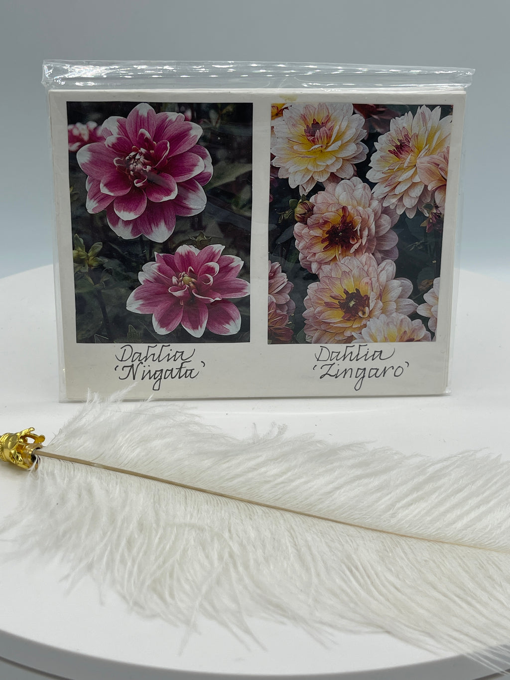Set of Pink & White Dahlias & Flower Varieties